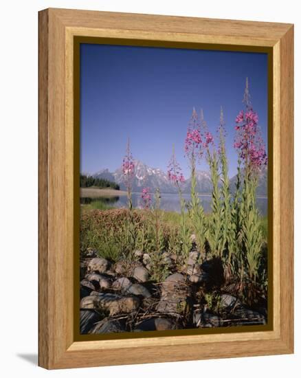 Wild Flowers, Jackson Lake, Grand Teton National Park, Wyoming, USA-Geoff Renner-Framed Premier Image Canvas