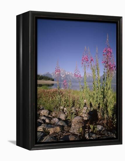 Wild Flowers, Jackson Lake, Grand Teton National Park, Wyoming, USA-Geoff Renner-Framed Premier Image Canvas