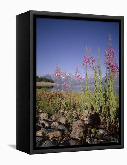 Wild Flowers, Jackson Lake, Grand Teton National Park, Wyoming, USA-Geoff Renner-Framed Premier Image Canvas