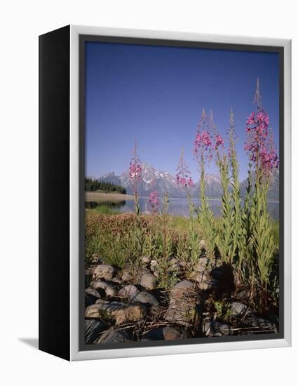 Wild Flowers, Jackson Lake, Grand Teton National Park, Wyoming, USA-Geoff Renner-Framed Premier Image Canvas