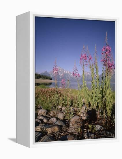 Wild Flowers, Jackson Lake, Grand Teton National Park, Wyoming, USA-Geoff Renner-Framed Premier Image Canvas