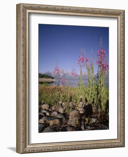 Wild Flowers, Jackson Lake, Grand Teton National Park, Wyoming, USA-Geoff Renner-Framed Photographic Print