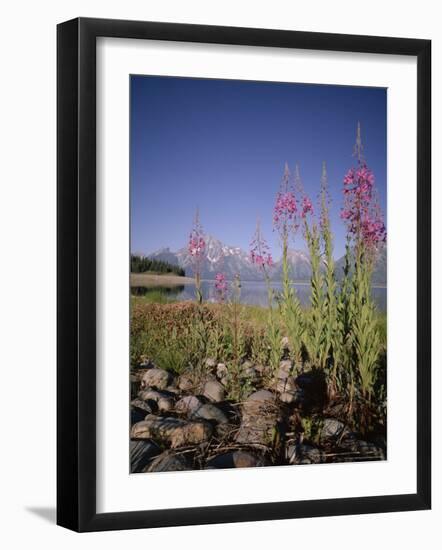 Wild Flowers, Jackson Lake, Grand Teton National Park, Wyoming, USA-Geoff Renner-Framed Photographic Print