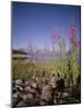 Wild Flowers, Jackson Lake, Grand Teton National Park, Wyoming, USA-Geoff Renner-Mounted Photographic Print