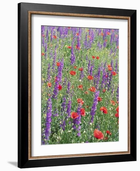 Wild Flowers Near Goreme, Cappadocia, Anatolia, Turkey-R H Productions-Framed Photographic Print