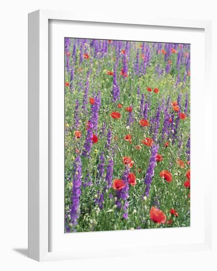 Wild Flowers Near Goreme, Cappadocia, Anatolia, Turkey-R H Productions-Framed Photographic Print