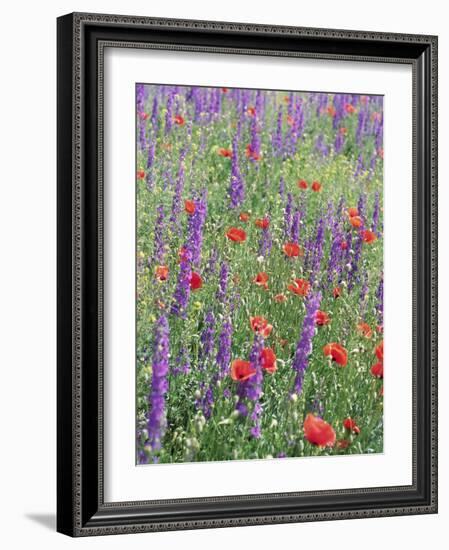 Wild Flowers Near Goreme, Cappadocia, Anatolia, Turkey-R H Productions-Framed Photographic Print