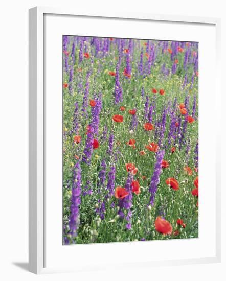 Wild Flowers Near Goreme, Cappadocia, Anatolia, Turkey-R H Productions-Framed Photographic Print