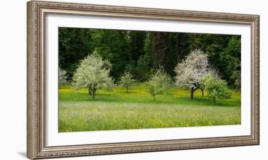 Wild Flowers with Blossoming Apple Trees in a Field, Baden-Wurttemberg, Germany-null-Framed Photographic Print