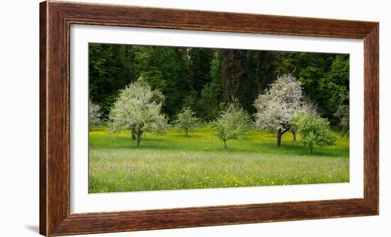 Wild Flowers with Blossoming Apple Trees in a Field, Baden-Wurttemberg, Germany-null-Framed Photographic Print