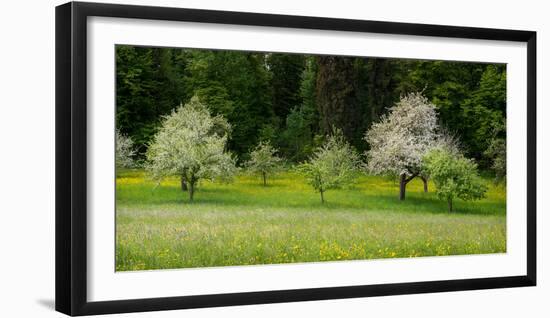 Wild Flowers with Blossoming Apple Trees in a Field, Baden-Wurttemberg, Germany-null-Framed Photographic Print