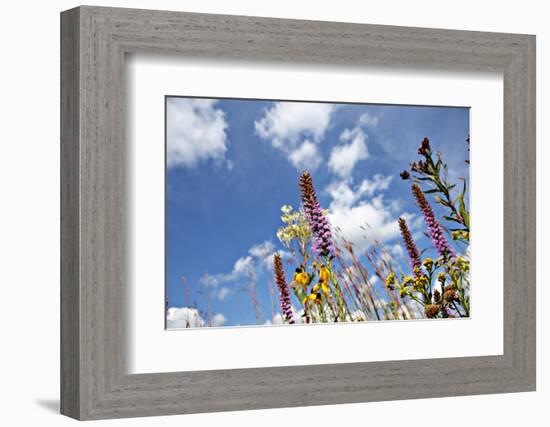 Wild Flowers.-soupstock-Framed Photographic Print