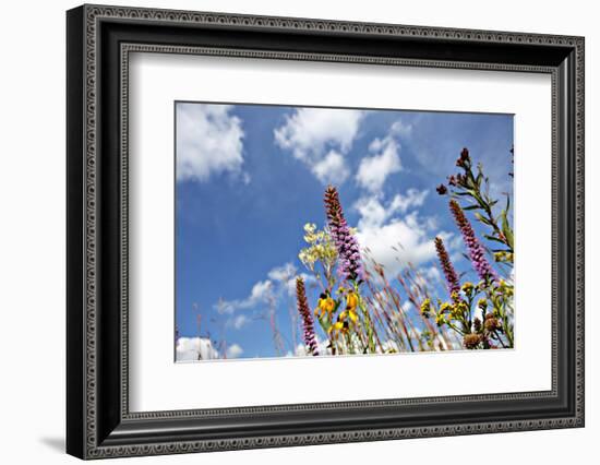 Wild Flowers.-soupstock-Framed Photographic Print