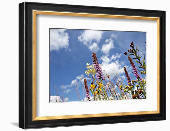 Wild Flowers.-soupstock-Framed Photographic Print