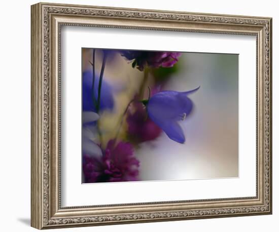 Wild Flowers-Heidi Westum-Framed Photographic Print