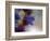 Wild Flowers-Heidi Westum-Framed Photographic Print