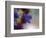 Wild Flowers-Heidi Westum-Framed Photographic Print