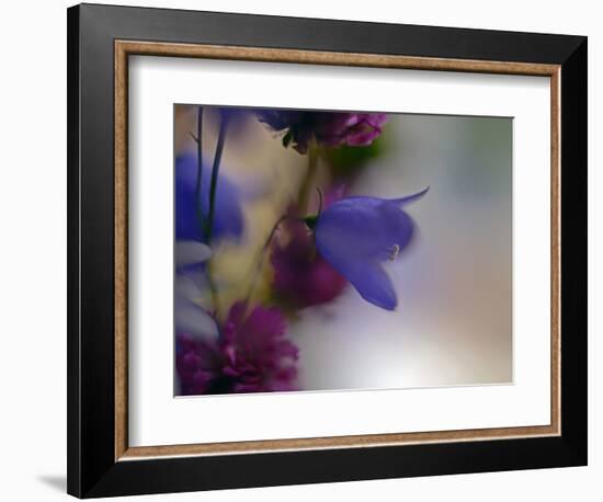 Wild Flowers-Heidi Westum-Framed Photographic Print