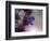 Wild Flowers-Heidi Westum-Framed Photographic Print