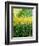 wild flowers-Pol Ledent-Framed Art Print