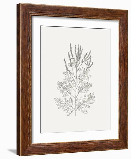 Wild Foliage Sketch II-Victoria Borges-Framed Art Print