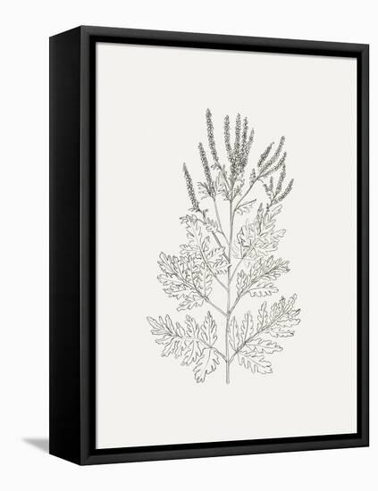 Wild Foliage Sketch II-Victoria Borges-Framed Stretched Canvas