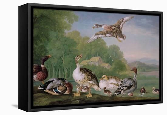 Wild Fowl, 18Th Century-Pieter Casteels-Framed Premier Image Canvas