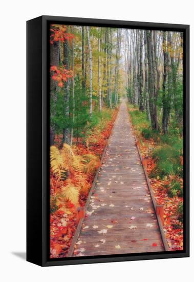 Wild Garden of Acadia Path-Vincent James-Framed Premier Image Canvas