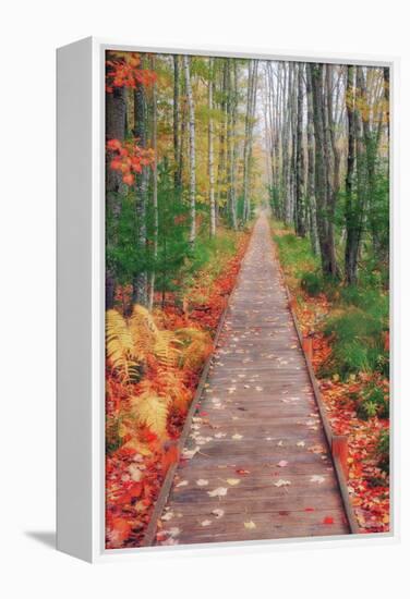 Wild Garden of Acadia Path-Vincent James-Framed Premier Image Canvas