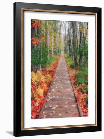 Wild Garden of Acadia Path-Vincent James-Framed Photographic Print