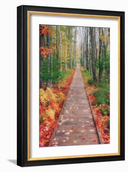 Wild Garden of Acadia Path-Vincent James-Framed Photographic Print