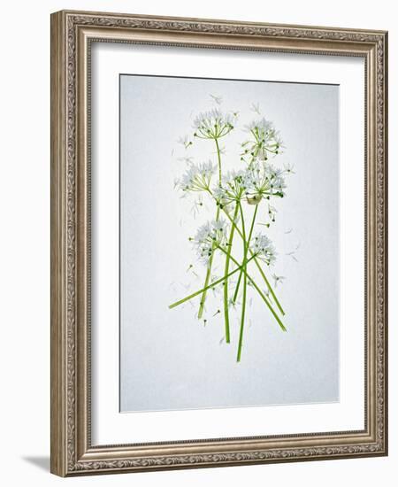 Wild Garlic, Allium Ursinum, Blossom, Green, White, Blossom-Axel Killian-Framed Photographic Print