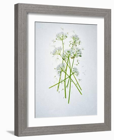 Wild Garlic, Allium Ursinum, Blossom, Green, White, Blossom-Axel Killian-Framed Photographic Print