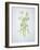 Wild Garlic, Allium Ursinum, Blossom, Green, White, Blossom-Axel Killian-Framed Photographic Print