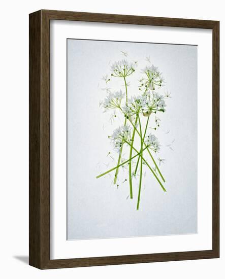 Wild Garlic, Allium Ursinum, Blossom, Green, White, Blossom-Axel Killian-Framed Photographic Print