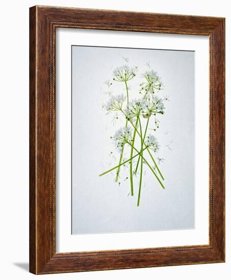 Wild Garlic, Allium Ursinum, Blossom, Green, White, Blossom-Axel Killian-Framed Photographic Print