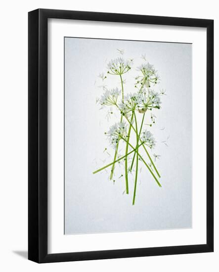 Wild Garlic, Allium Ursinum, Blossom, Green, White, Blossom-Axel Killian-Framed Photographic Print