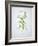 Wild Garlic, Allium Ursinum, Blossom, Green, White, Blossom-Axel Killian-Framed Photographic Print