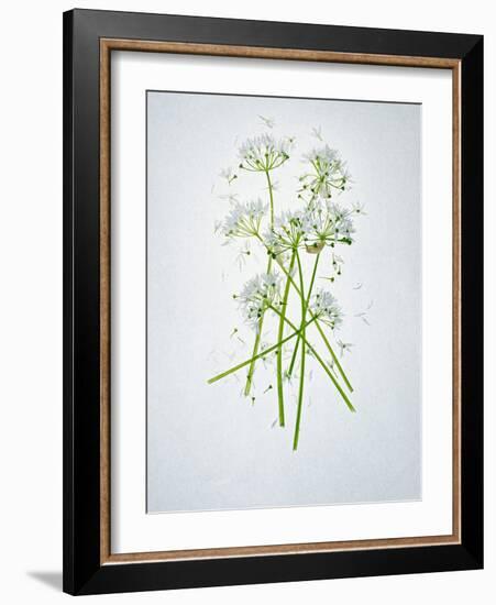 Wild Garlic, Allium Ursinum, Blossom, Green, White, Blossom-Axel Killian-Framed Photographic Print