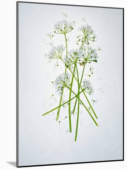 Wild Garlic, Allium Ursinum, Blossom, Green, White, Blossom-Axel Killian-Mounted Photographic Print