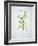 Wild Garlic, Allium Ursinum, Blossom, Green, White, Blossom-Axel Killian-Framed Photographic Print