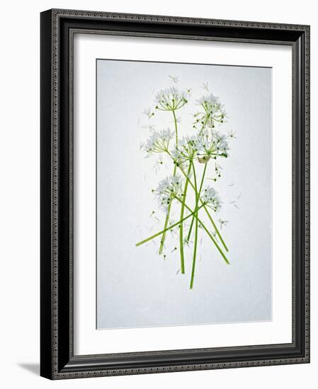 Wild Garlic, Allium Ursinum, Blossom, Green, White, Blossom-Axel Killian-Framed Photographic Print