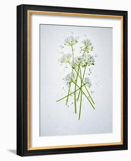 Wild Garlic, Allium Ursinum, Blossom, Green, White, Blossom-Axel Killian-Framed Photographic Print