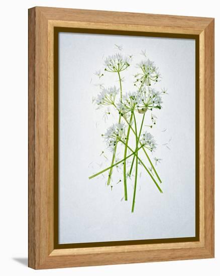 Wild Garlic, Allium Ursinum, Blossom, Green, White, Blossom-Axel Killian-Framed Premier Image Canvas