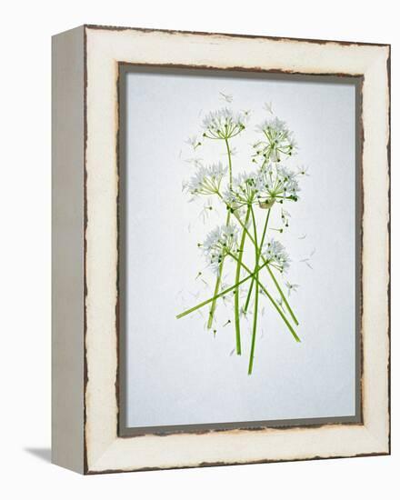 Wild Garlic, Allium Ursinum, Blossom, Green, White, Blossom-Axel Killian-Framed Premier Image Canvas