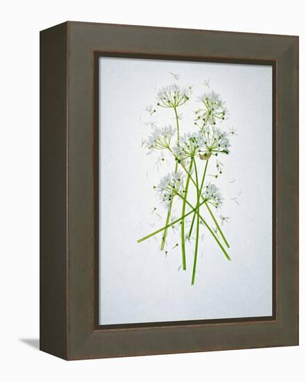 Wild Garlic, Allium Ursinum, Blossom, Green, White, Blossom-Axel Killian-Framed Premier Image Canvas