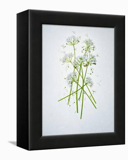 Wild Garlic, Allium Ursinum, Blossom, Green, White, Blossom-Axel Killian-Framed Premier Image Canvas