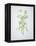 Wild Garlic, Allium Ursinum, Blossom, Green, White, Blossom-Axel Killian-Framed Premier Image Canvas