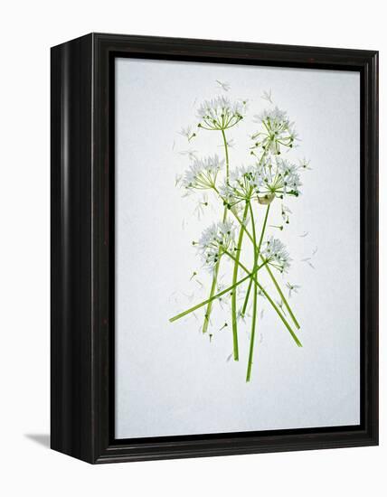 Wild Garlic, Allium Ursinum, Blossom, Green, White, Blossom-Axel Killian-Framed Premier Image Canvas