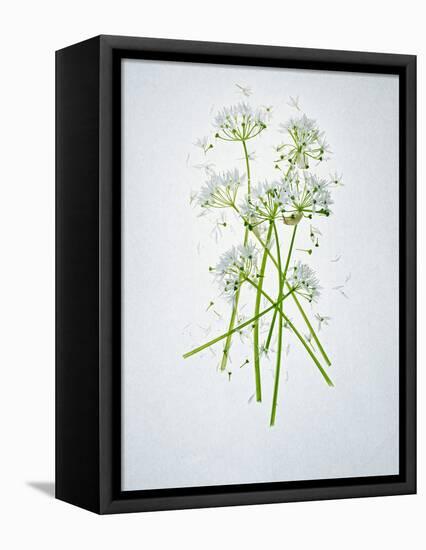 Wild Garlic, Allium Ursinum, Blossom, Green, White, Blossom-Axel Killian-Framed Premier Image Canvas